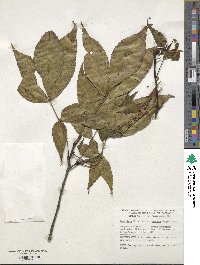 Carya glabra image