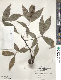 Carya glabra image