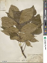 Carya glabra image