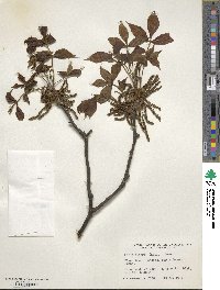 Carya glabra image