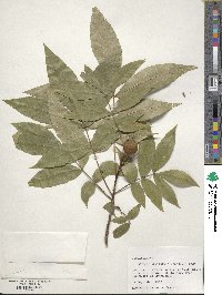 Carya cordiformis image