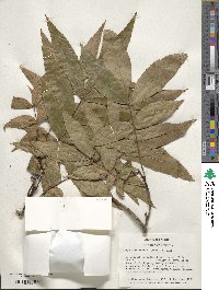 Carya cordiformis image