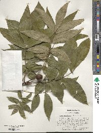 Carya cordiformis image