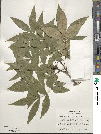 Carya cordiformis image