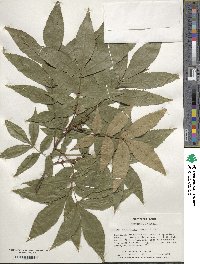 Carya cordiformis image