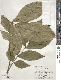 Carya cordiformis image