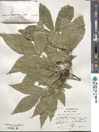 Carya cordiformis image