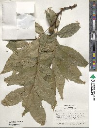 Carya cordiformis image