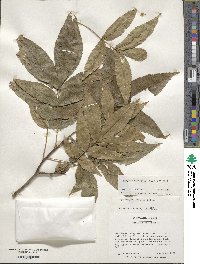 Carya cordiformis image