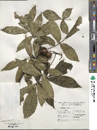 Carya cordiformis image