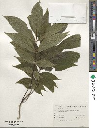 Carya cordiformis image