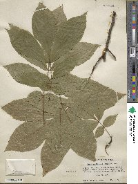 Carya cordiformis image