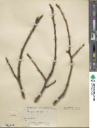 Carya cordiformis image