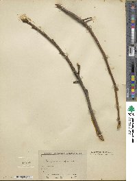 Carya cordiformis image