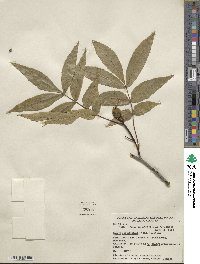 Carya cordiformis image