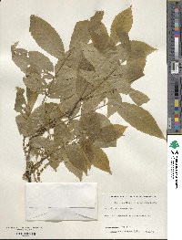 Carya cordiformis image