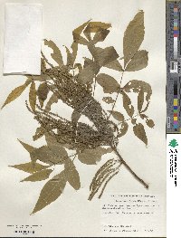 Carya cordiformis image