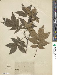 Carya cordiformis image