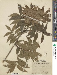 Carya cordiformis image