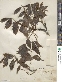 Carya texana image