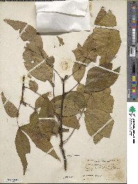 Carya texana image