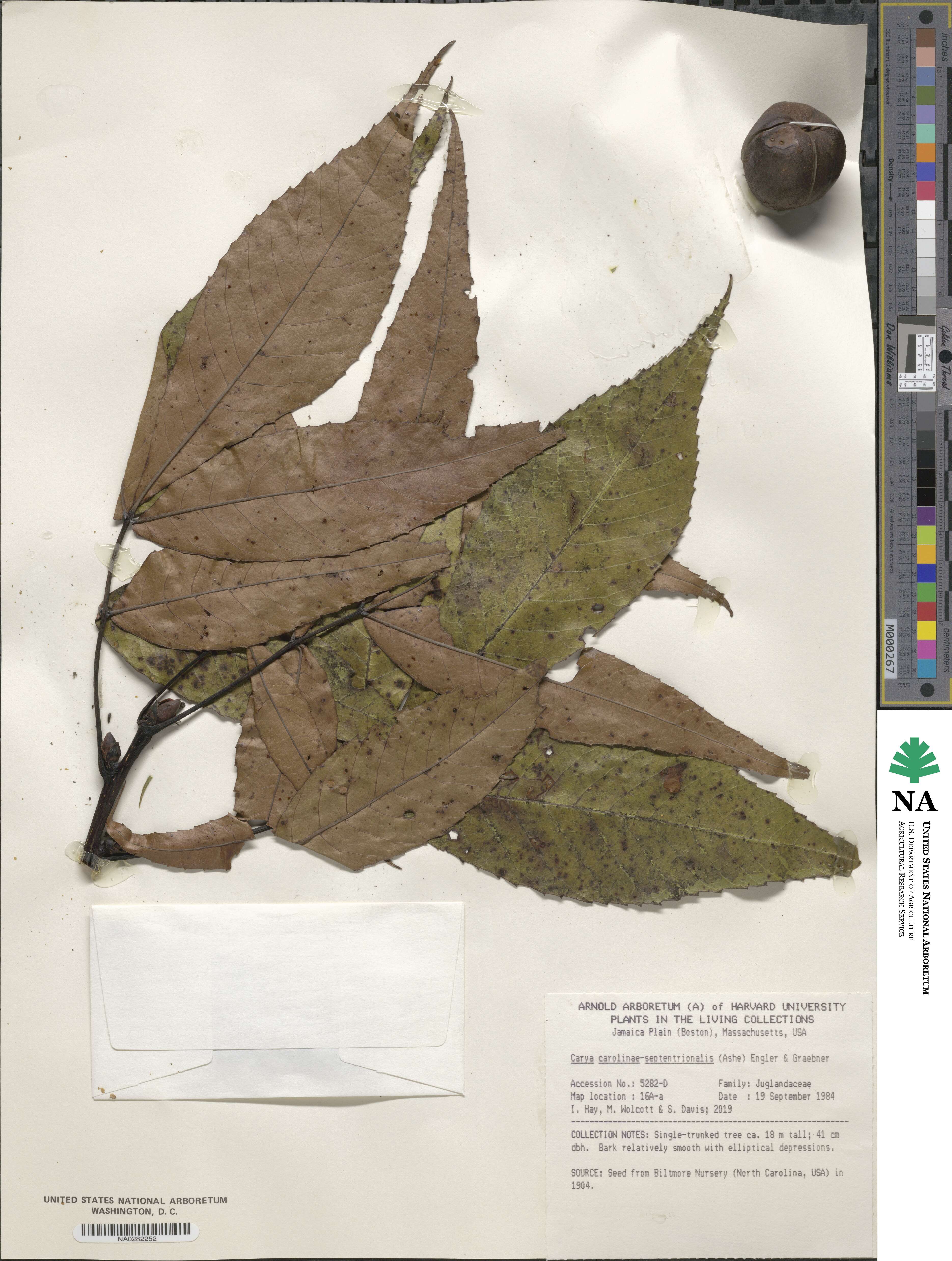 Carya carolinae-septentrionalis image