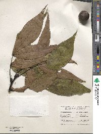 Image of Carya carolinae-septentrionalis