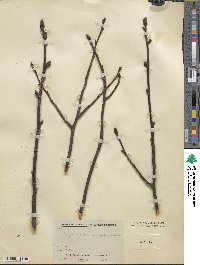 Carya carolinae-septentrionalis image