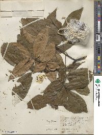 Carya carolinae-septentrionalis image