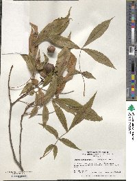 Carya cordiformis image