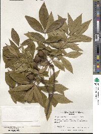 Carya cordiformis image