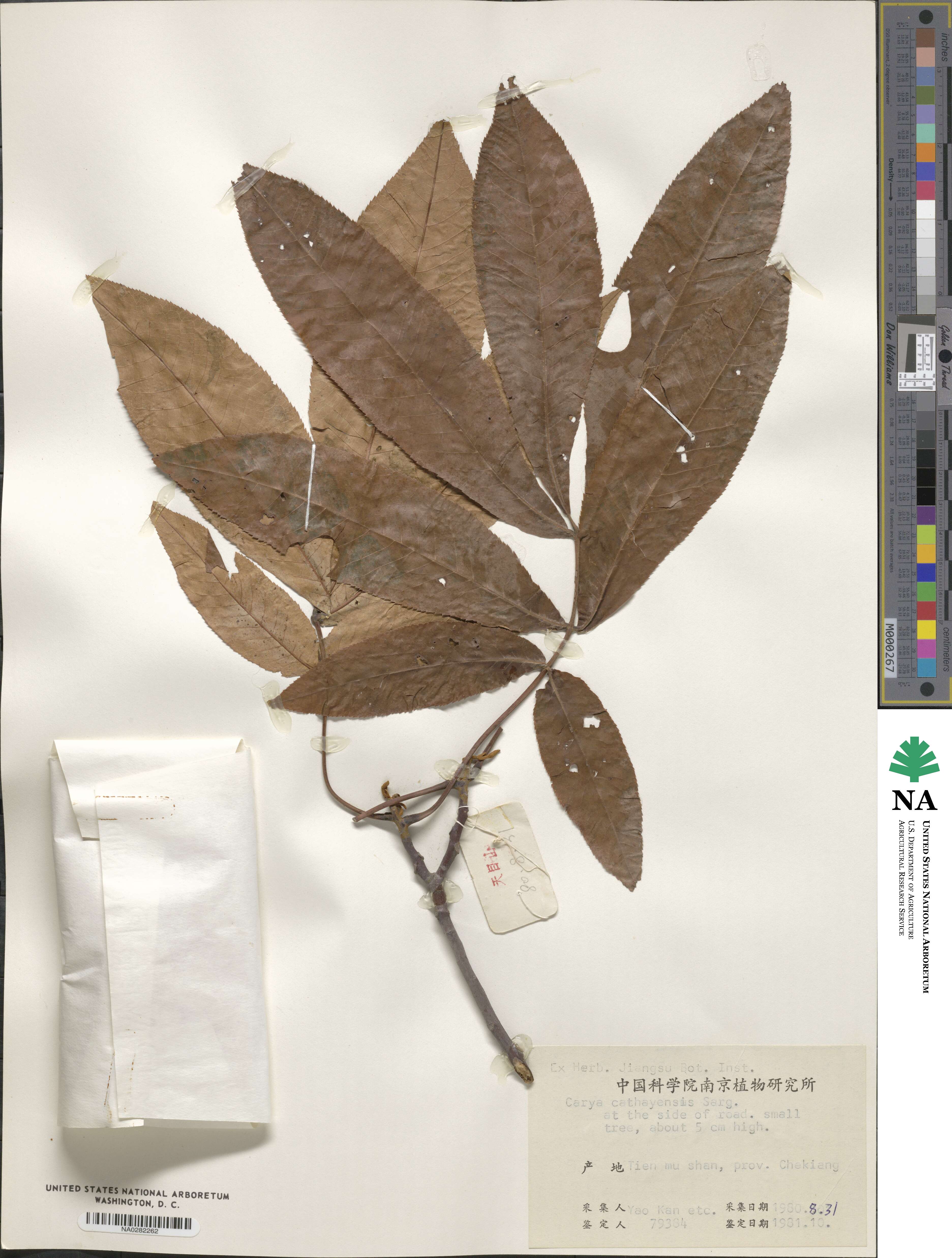 Carya cathayensis image