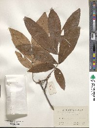 Carya cathayensis image