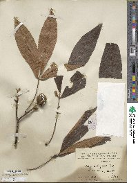 Carya cathayensis image