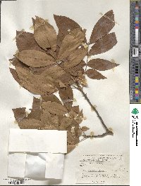 Carya myristiciformis image