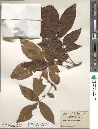 Carya myristiciformis image