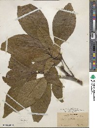 Carya ovata image