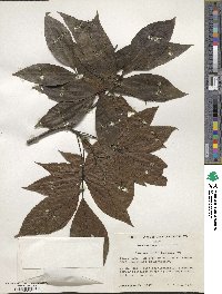 Carya ovata image