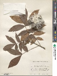 Carya myristiciformis image