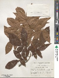 Carya myristiciformis image