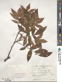 Carya myristiciformis image