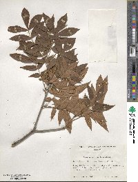 Carya myristiciformis image