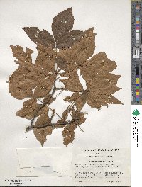 Carya myristiciformis image