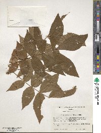 Carya myristiciformis image