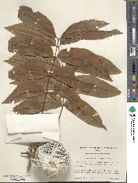 Carya myristiciformis image