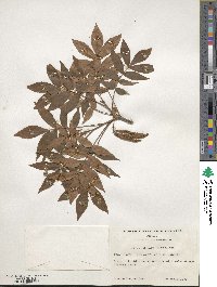 Carya myristiciformis image