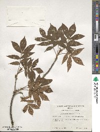 Carya myristiciformis image