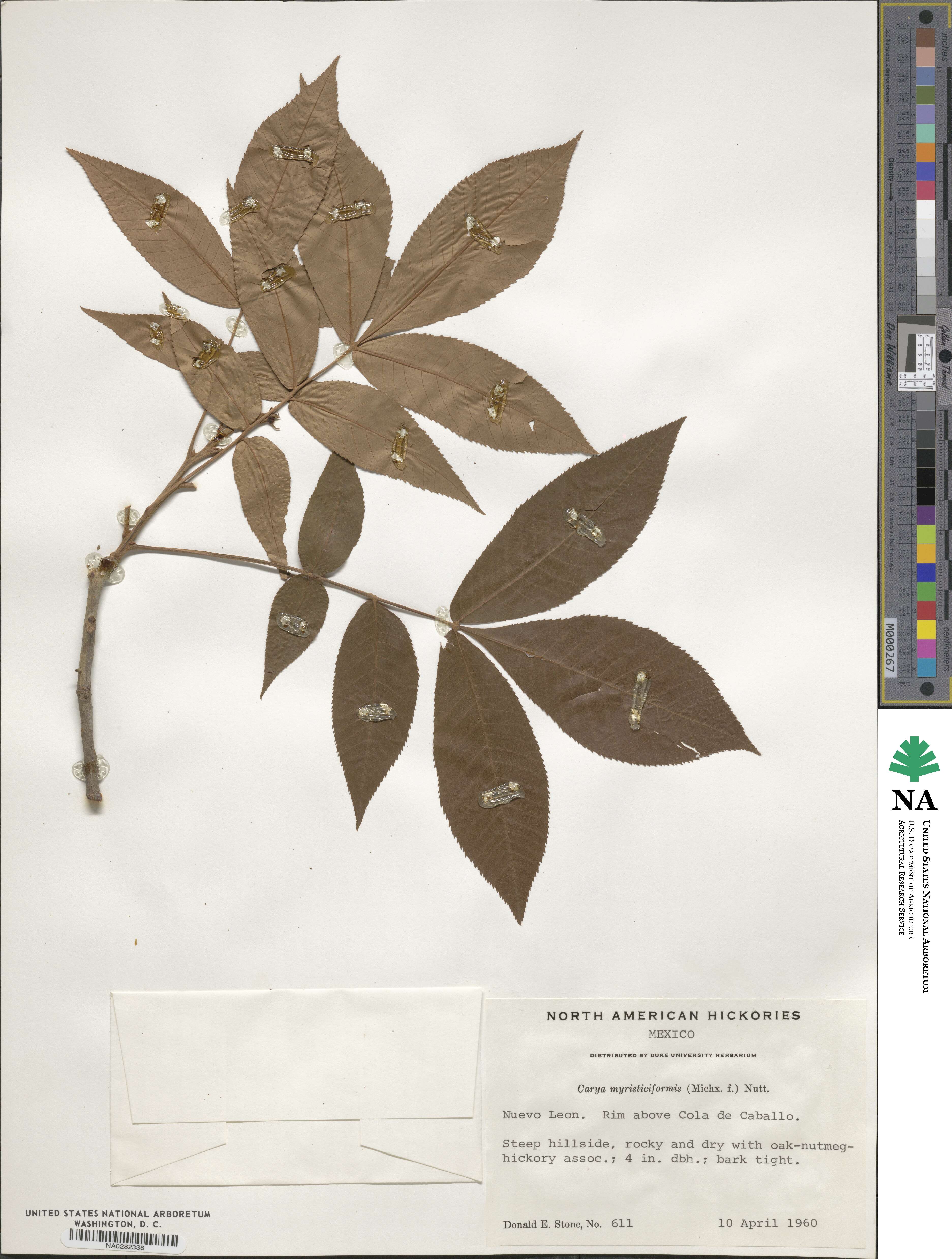 Carya myristiciformis image