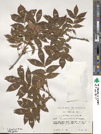 Carya myristiciformis image