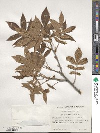 Carya myristiciformis image